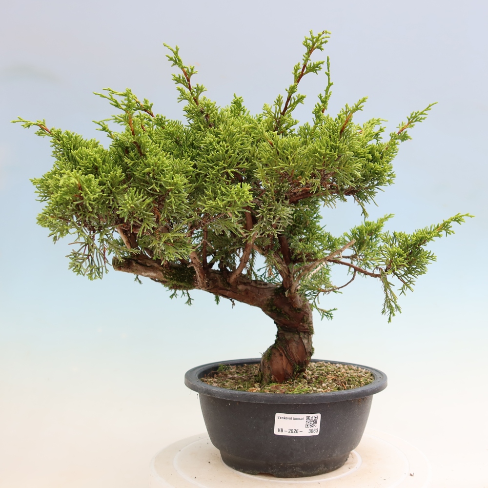 Outdoor Bonsai - Juniperus chinensis Itoigawa - Chinese Juniper