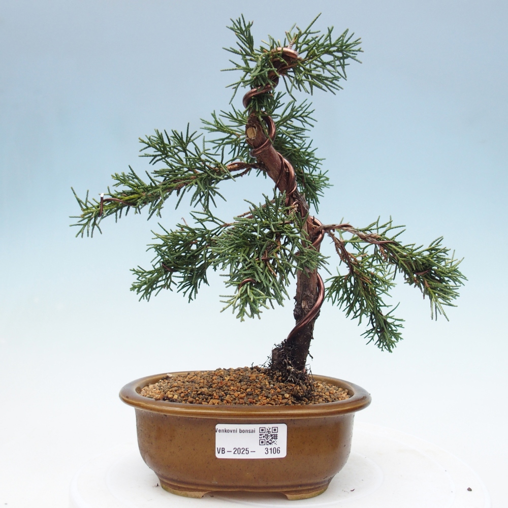 Outdoor bonsai - Juniperus chinensis Kishu - Chinese Juniper