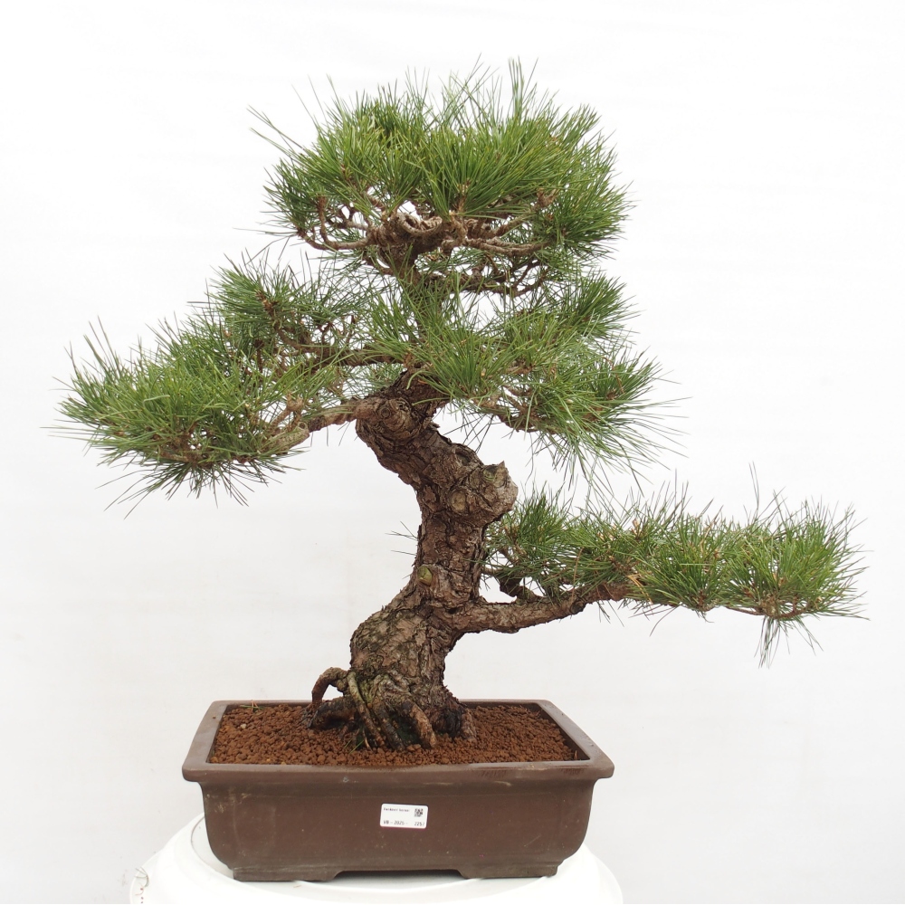 Outdoor bonsai - Pinus thunbergii - Thunberg pine