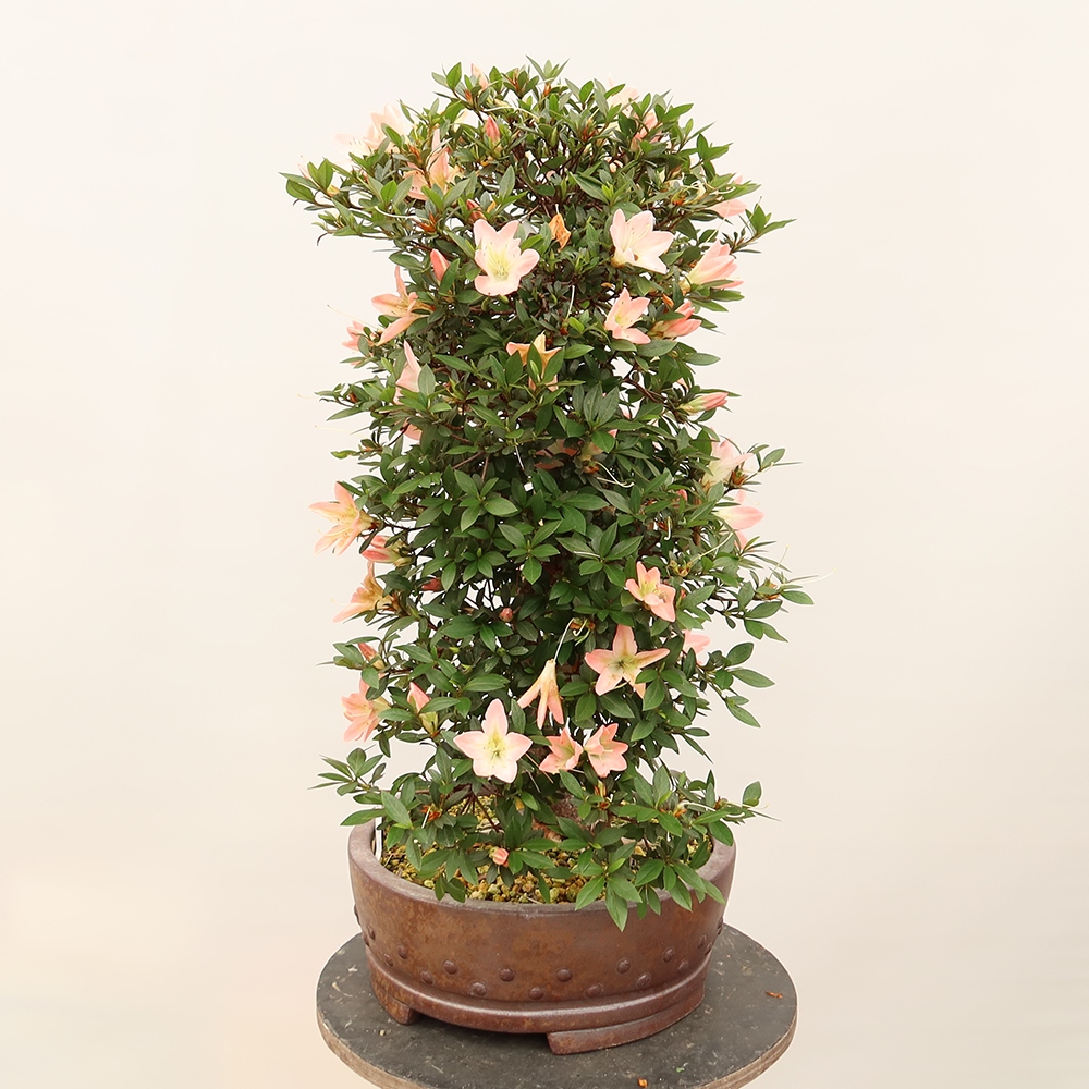 Outdoor bonsai - Japanese azalea - Azalea CHIHIRO