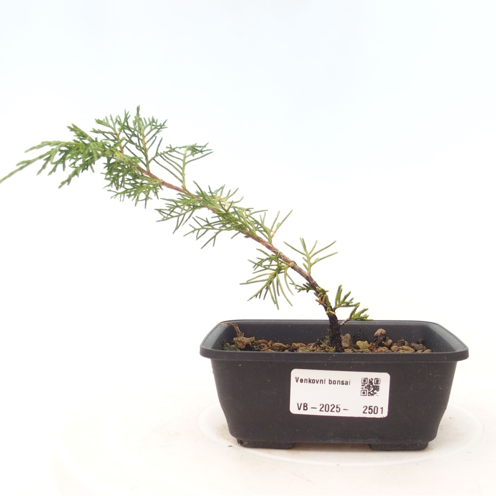 Outdoor bonsai - Juniperus chinensis Itoigawa - Chinese juniper