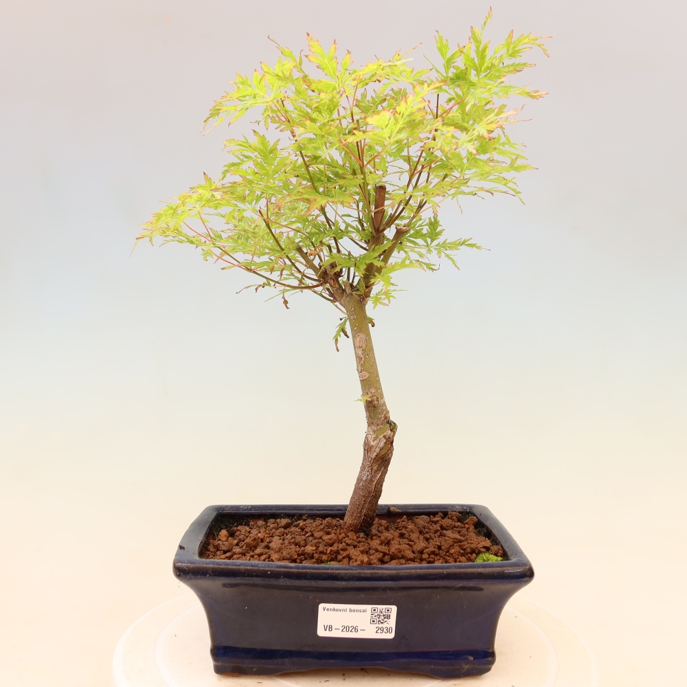 Outdoor Bonsai - Acer palmatum Dissectum - Japanese Maple 