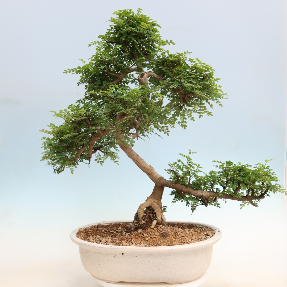 Room bonsai - Zantoxylum piperitum - pepper tree