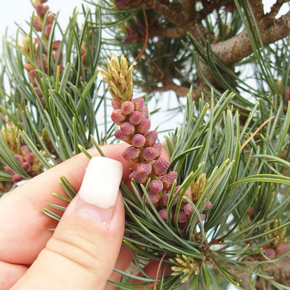 Outdoor bonsai - Pinus parviflora - Pinus parviflora
