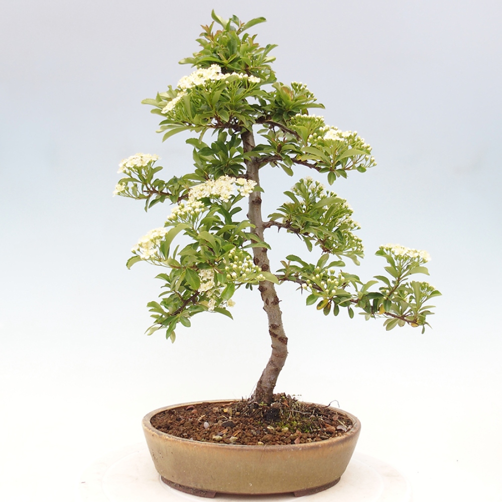 Outdoor Bonsai-Pyracanta Teton -Bakery