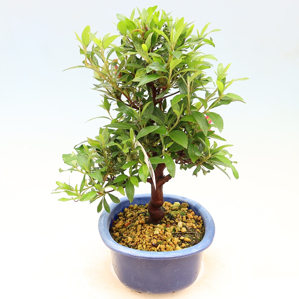 Outdoor bonsai - Japanese azalea - Azalea CHIHIRO