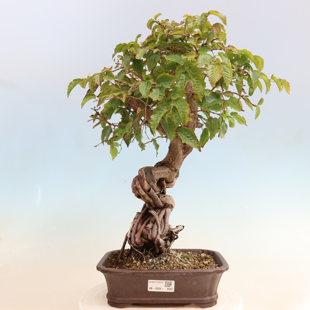 Outdoor bonsai -Carpinus CARPINOIDES - Korean Hornbeam