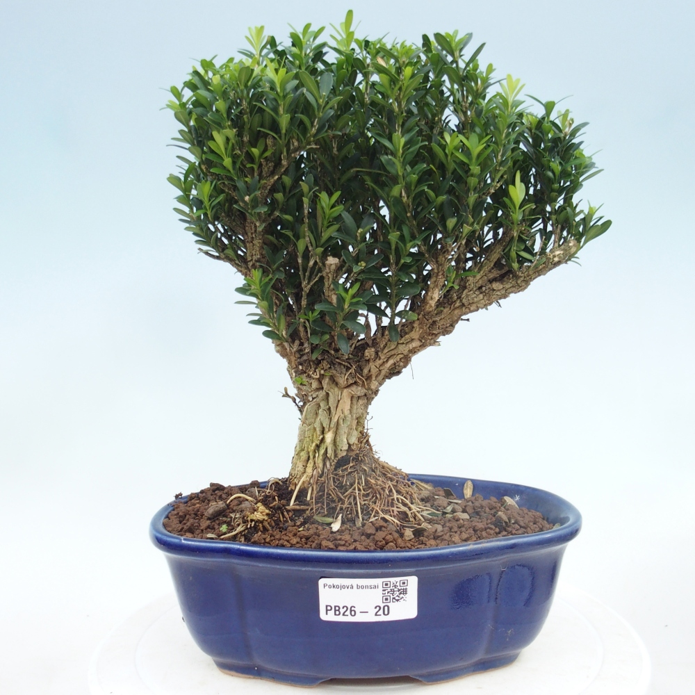 Room bonsai - Buxus harlandii - cork buxus