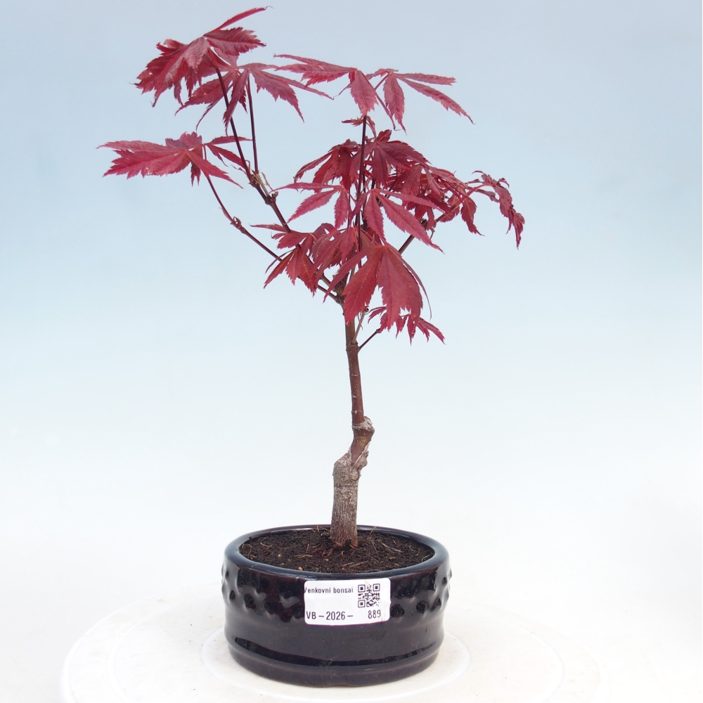 Outdoor bonsai - Acer palm. Atropurpureum-Javor palmate