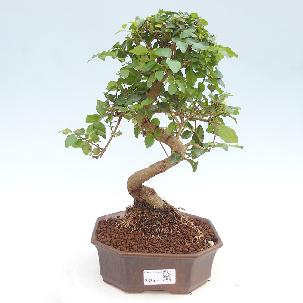 Indoor bonsai -Ligustrum chinensis - Bird's beak