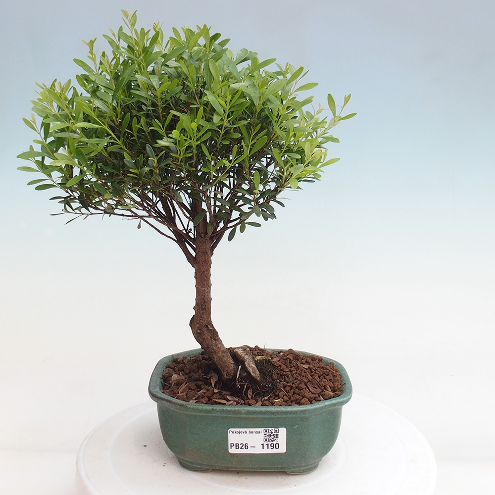 Room bonsai - Syzygium - Pimento