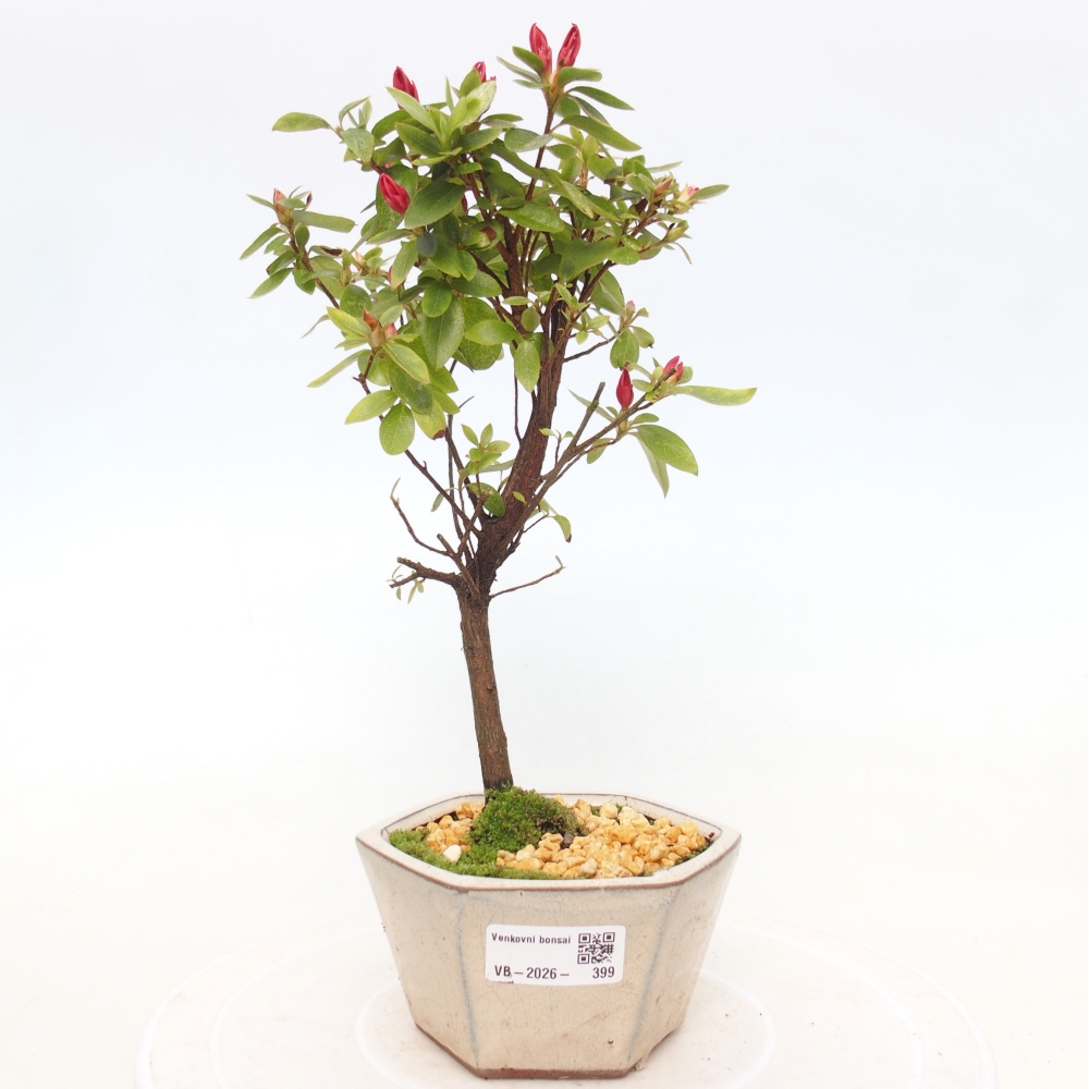 Outdoor bonsai - Japanese azalea - Azalea sp.