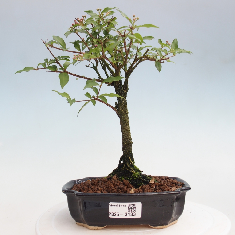 Room bonsai - Malpighia coccigera- Barbdorian cherry