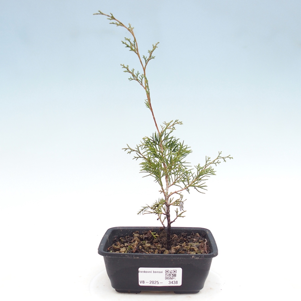 Outdoor bonsai - Juniperus chinensis Itoigawa
