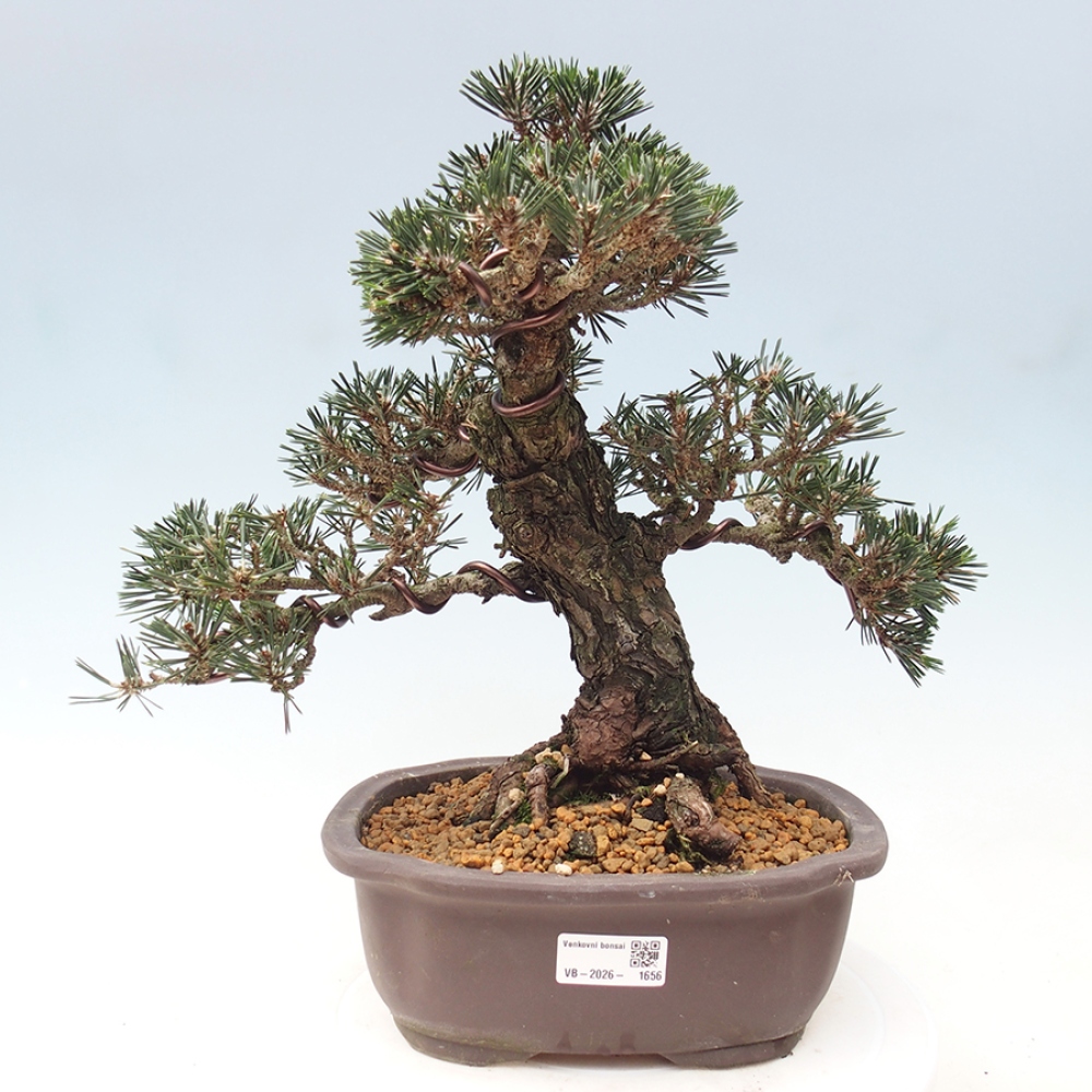 Outdoor bonsai - Pinus thunbergii Kotobuki - Thunberg pine