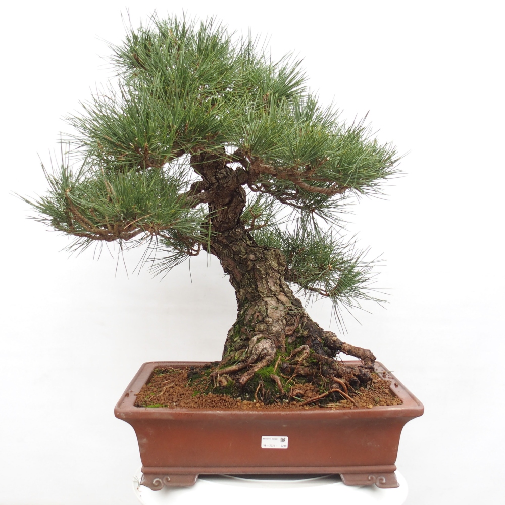 Outdoor bonsai - Pinus thunbergii - Thunberg pine