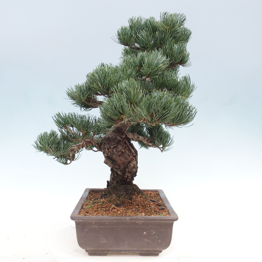 Outdoor bonsai - Pinus parviflora - Small pine tree