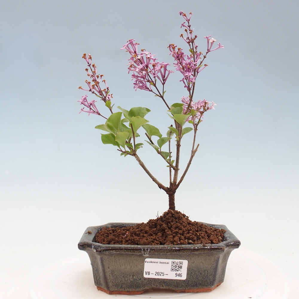 Outdoor bonsai - Syringa Meyeri Palibin - Meyer's Lilac