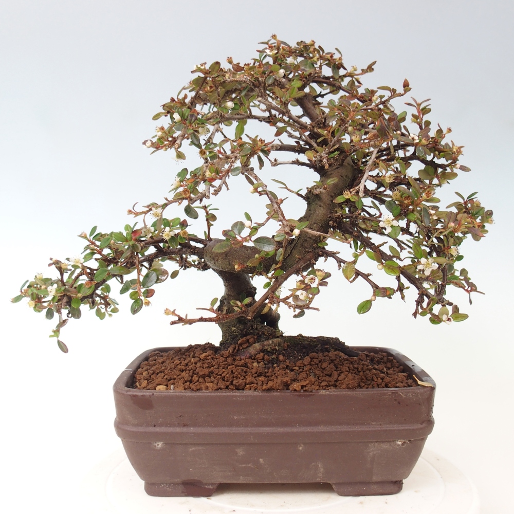 Outdoor bonsai-Cotoneaster dammeri - Damer's Rock