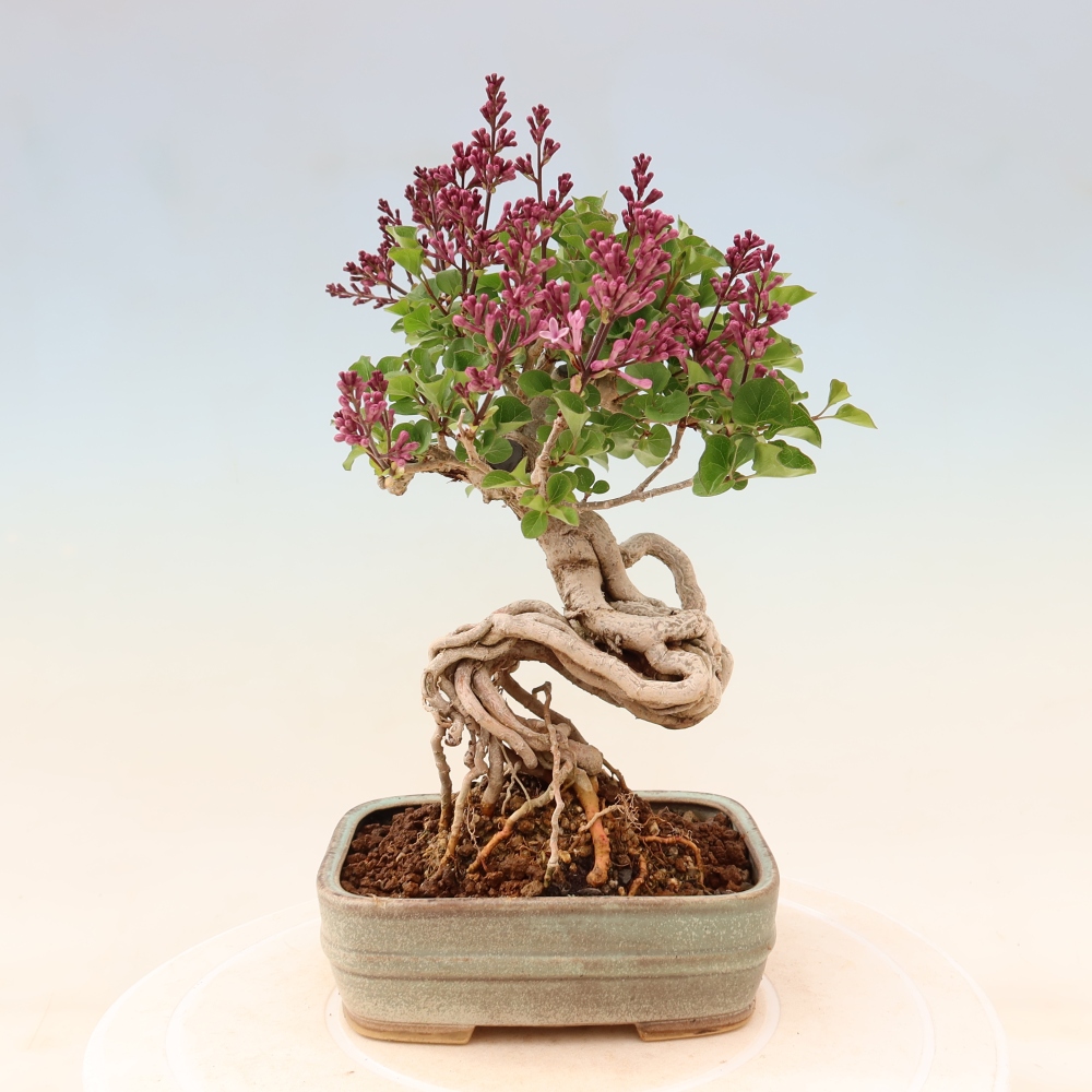 Outdoor bonsai - Syringa microphylla - small-flowered lilac