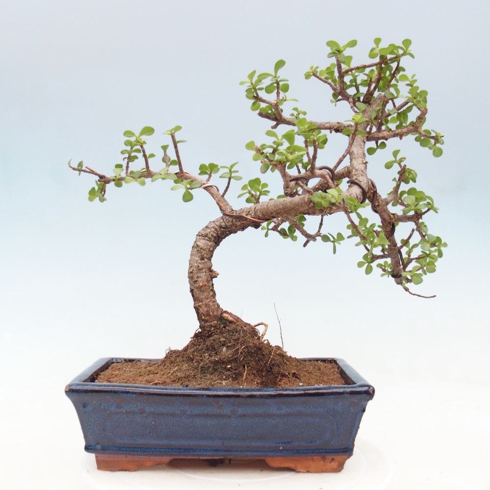 Room bonsai - Portulakaria Afra - Tlustice