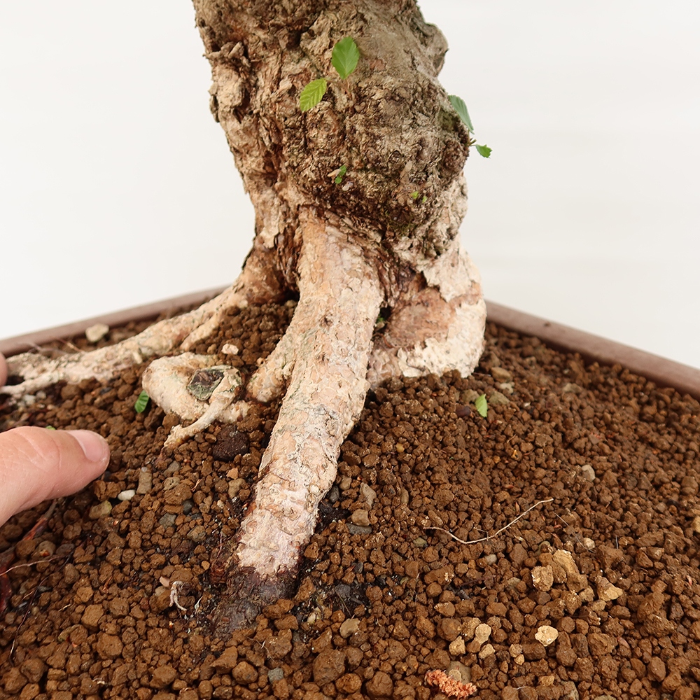 Outdoor bonsai - Carpinus Coreana - Korean hornbeam