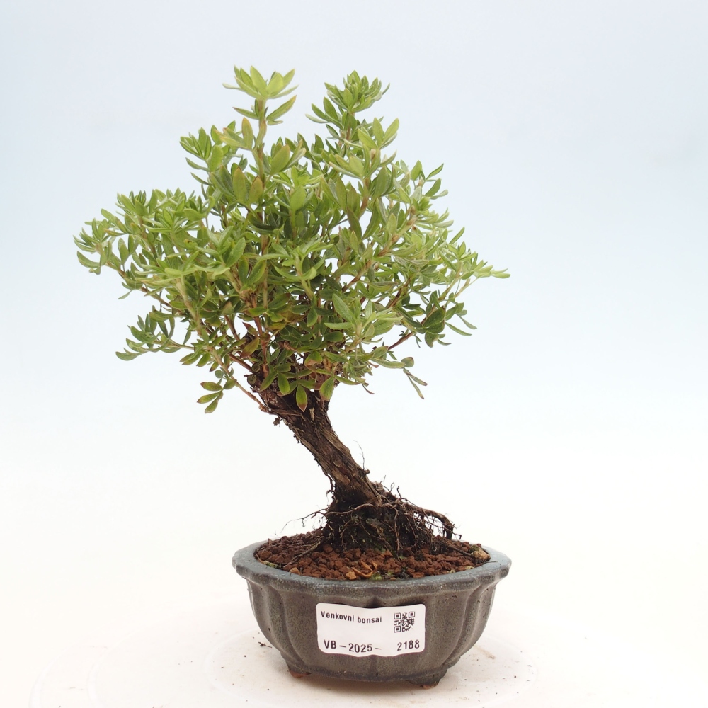 Outdoor bonsai-Cinquefoil - Potentila fruticosa yellow Bird