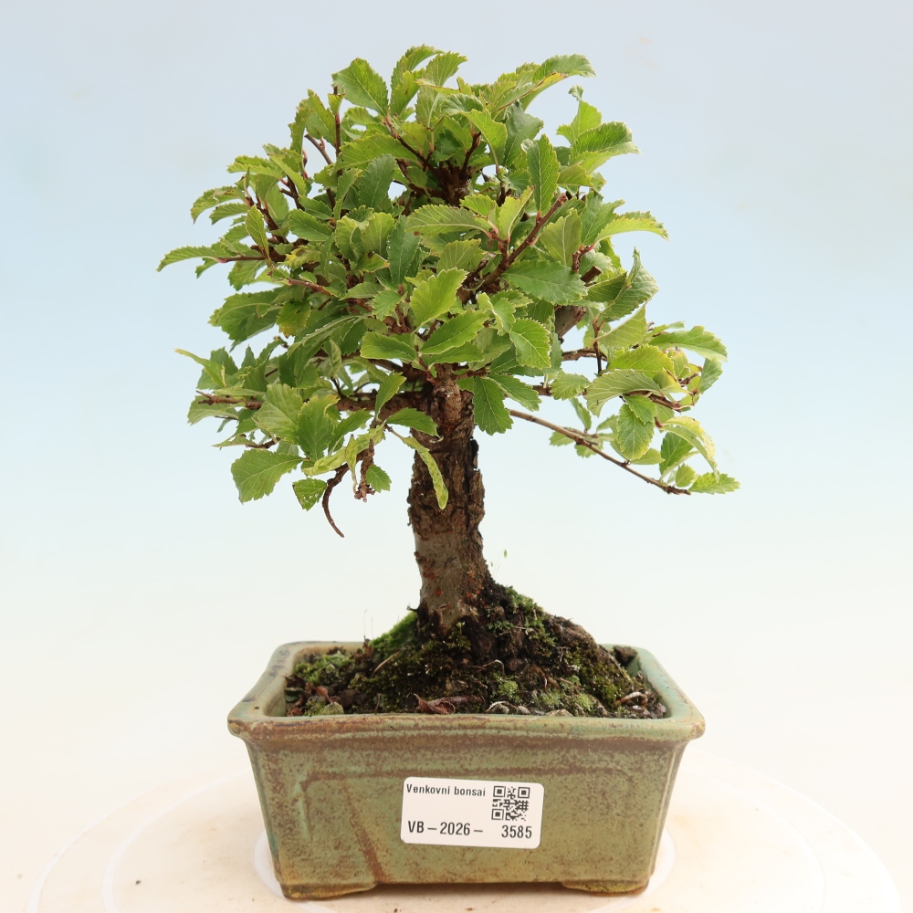 Outdoor bonsai - Zelkova - Zelkova NIRE