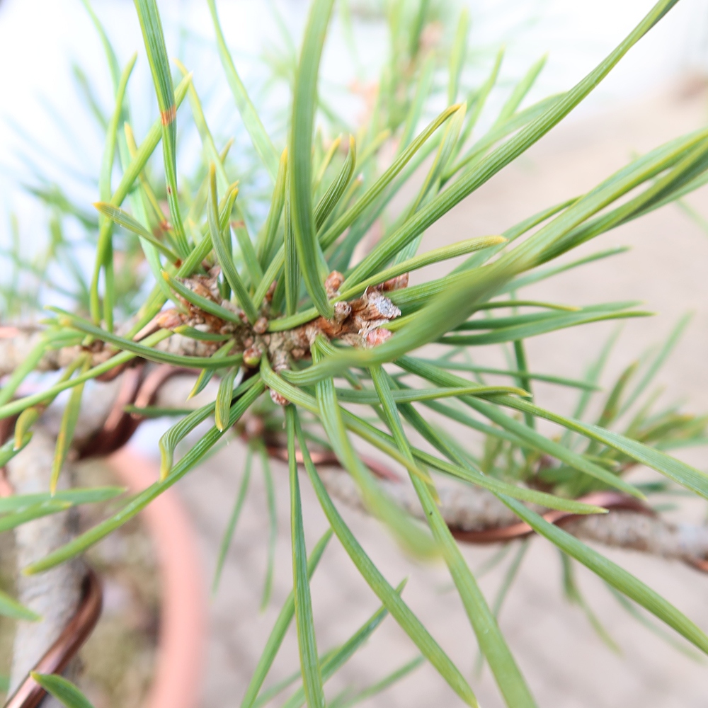 Pinus sylvestris Spain - Scots pine