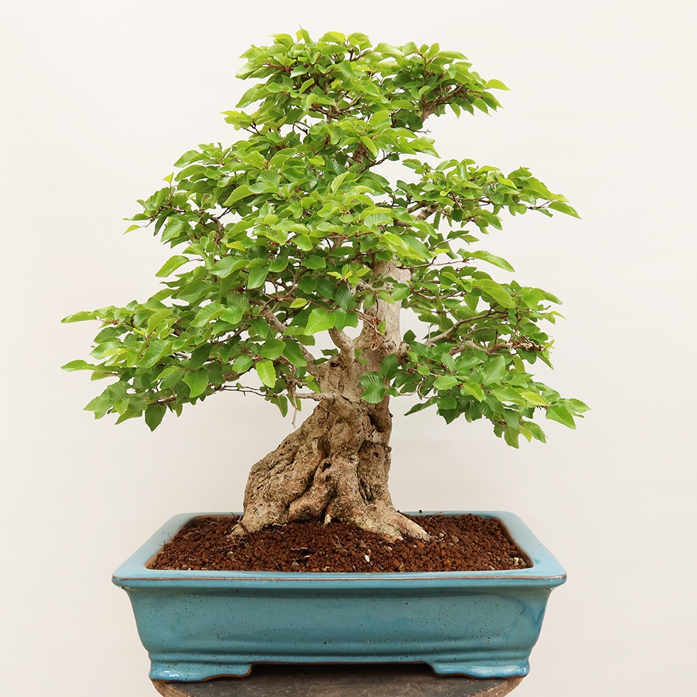 Outdoor bonsai - Carpinus Coreana - Korean hornbeam