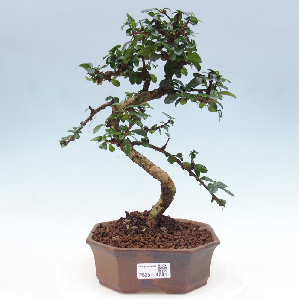 Room bonsai - Carmona macrophylla - Tea fuki