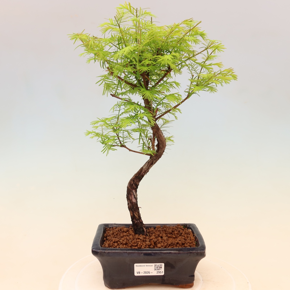 Outdoor bonsai - Metasequoia glyptostroboides - Chinese Metasequoia