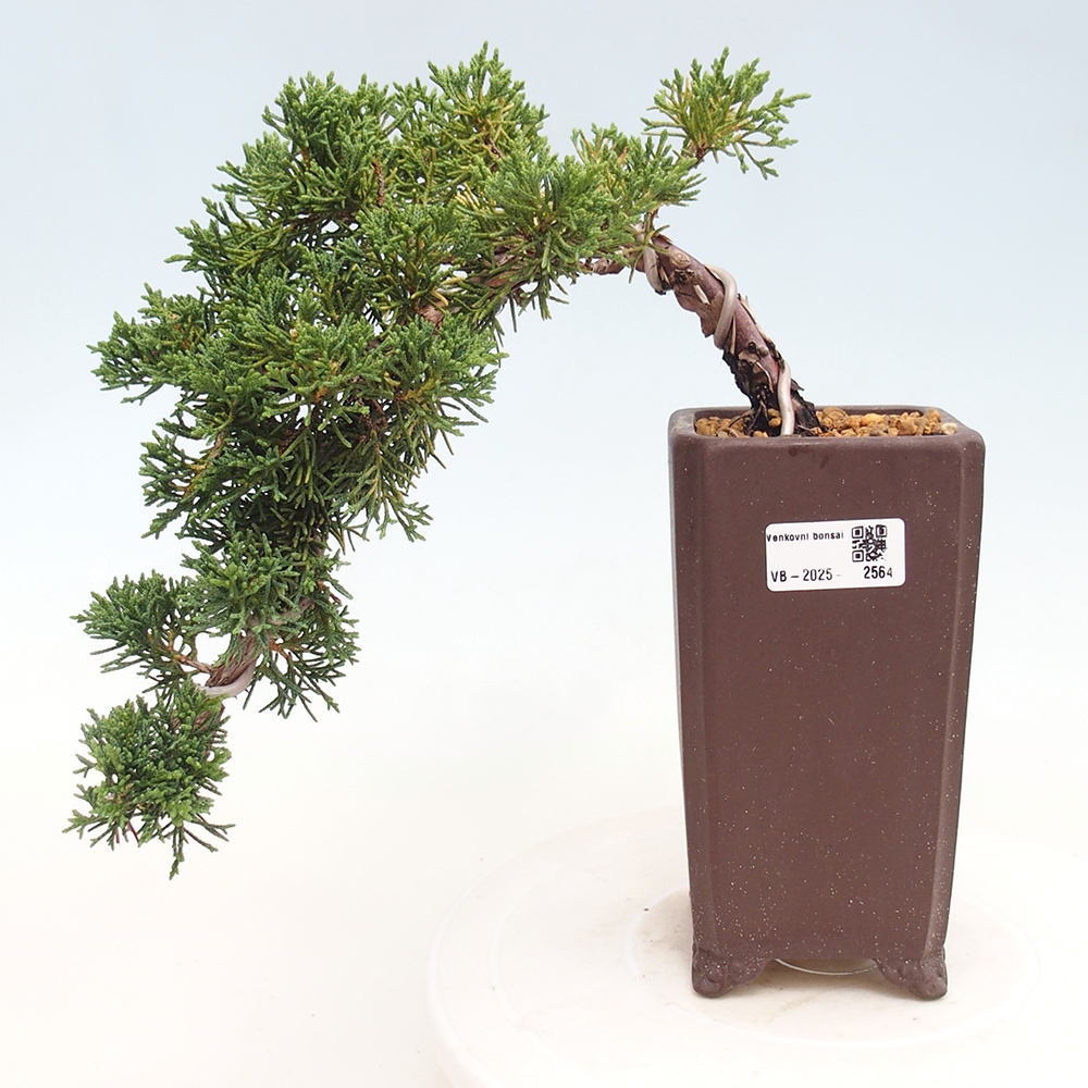 Outdoor bonsai - Juniperus chinensis Kishu - Chinese Juniper