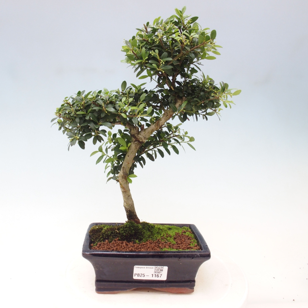 Indoor bonsai - Ilex crenata - Holly