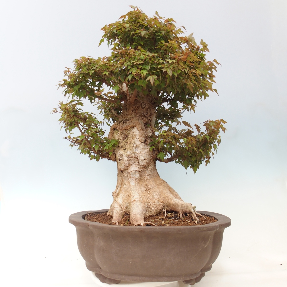 Outdoor bonsai - Acer Buergerianum - Burger Maple