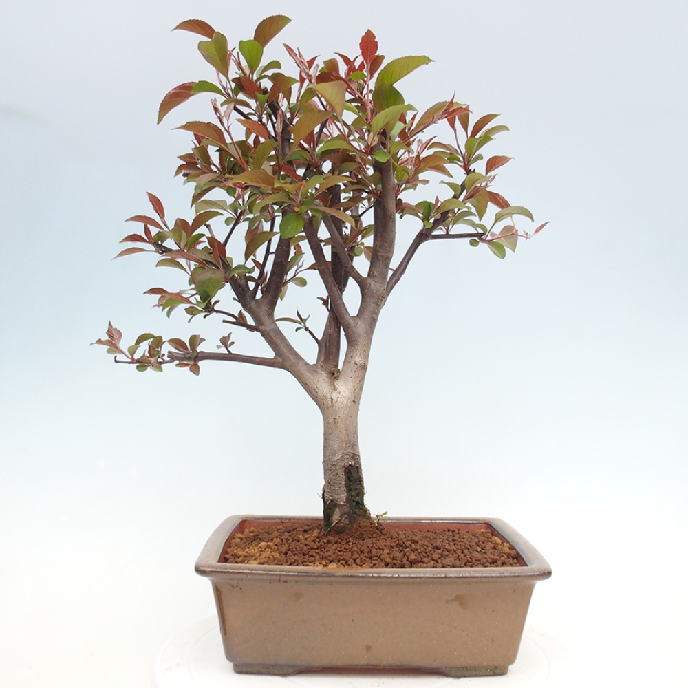 Outdoor bonsai - Malus domestica - Small-fruited red-leaved apple tree