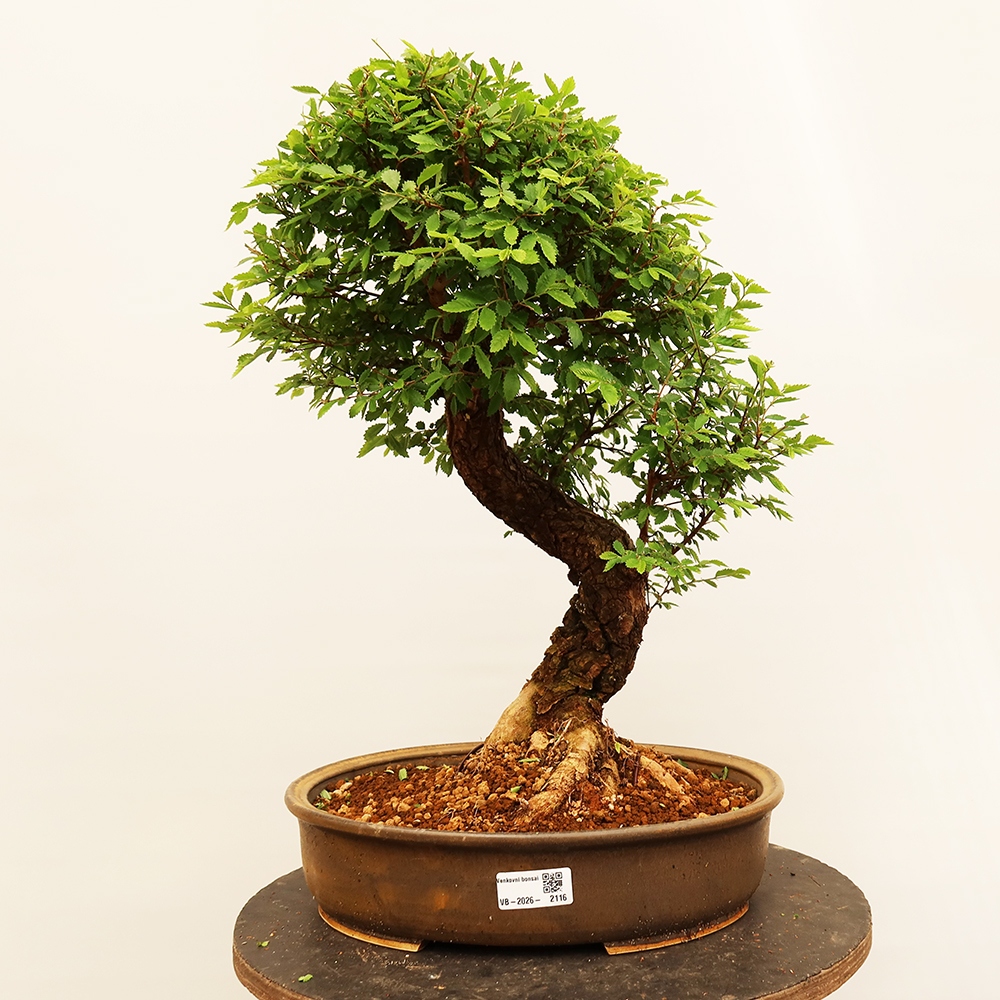Outdoor bonsai - Zelkova - Zelkova NIRE