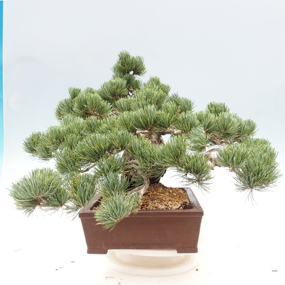 Outdoor bonsai - Pinus parviflora - Small pine tree