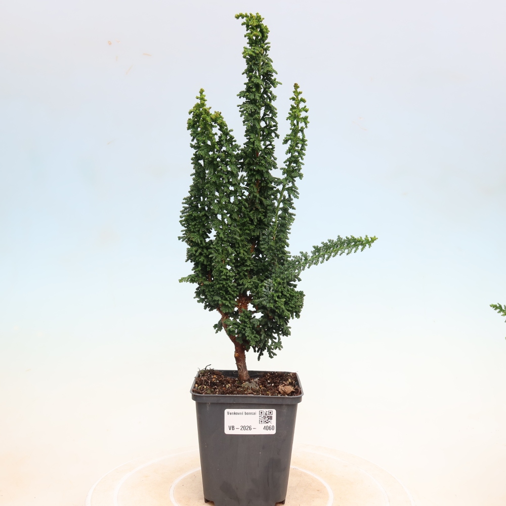 Outdoor bonsai - Cham. obtusa SEKKA HINOKI - Cypress