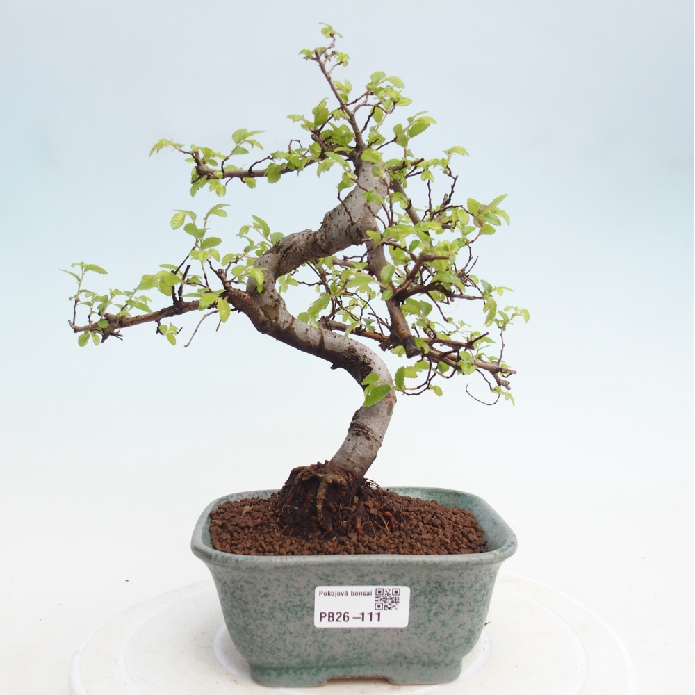 Room bonsai - Ulmus parvifolia - Small-leaved elm