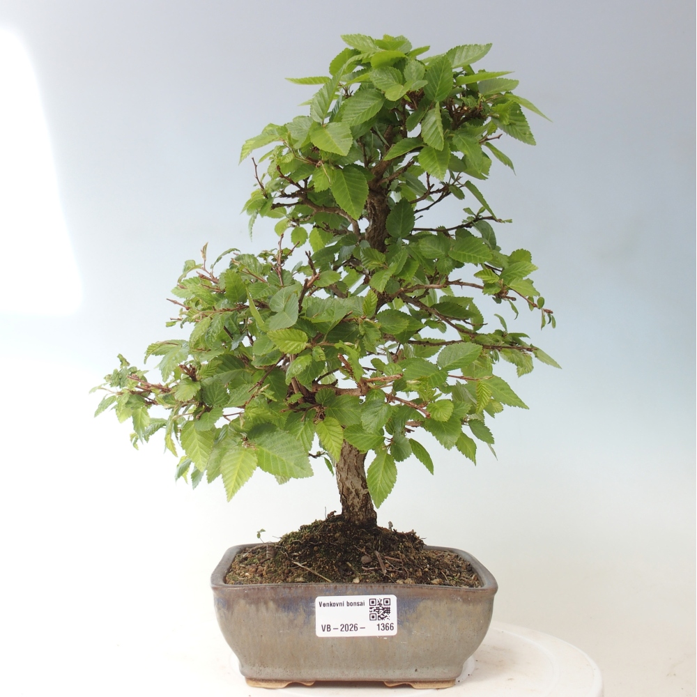 Outdoor bonsai -Carpinus CARPINOIDES - Korean Hornbeam
