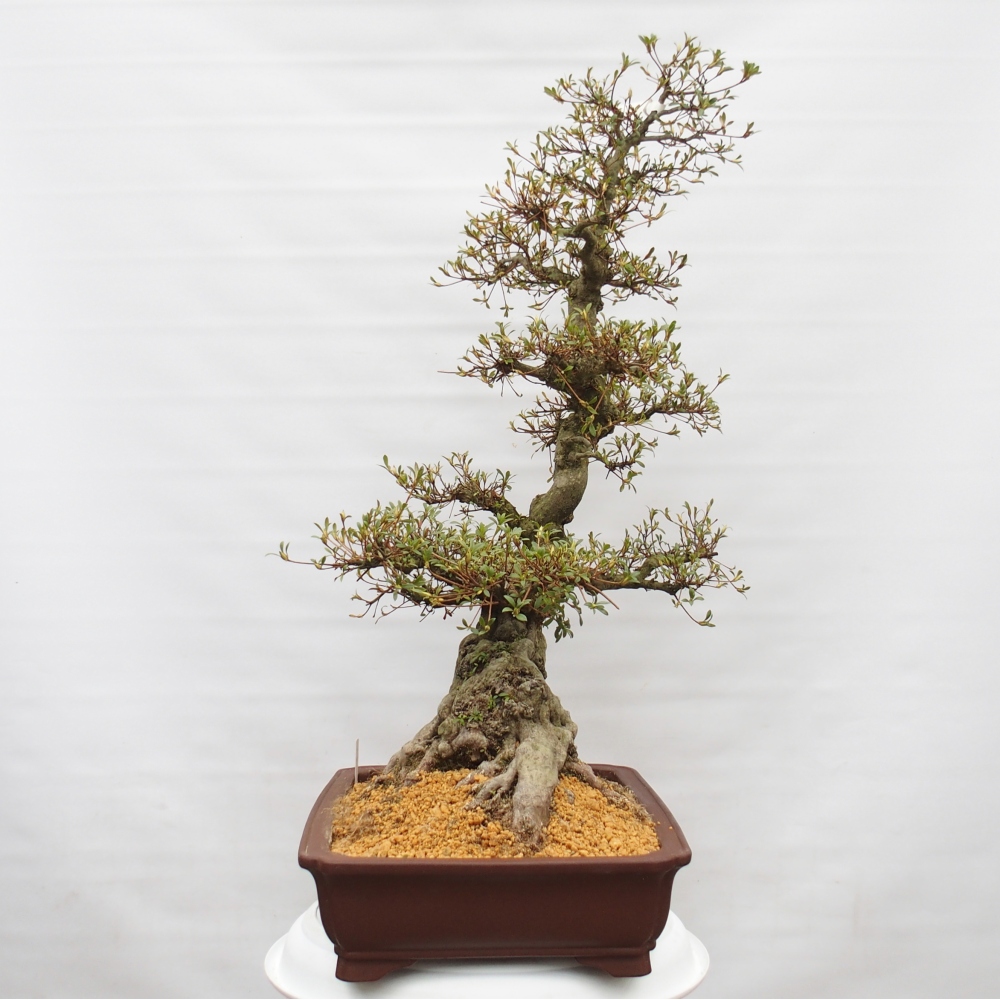 Outdoor bonsai - Japanese azalea - Azalea Hekinan-no-Tsuki