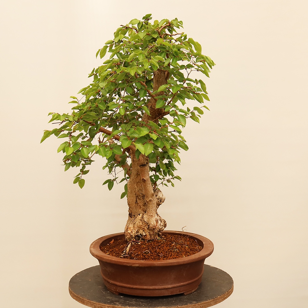 Outdoor bonsai - Carpinus Coreana - Korean hornbeam