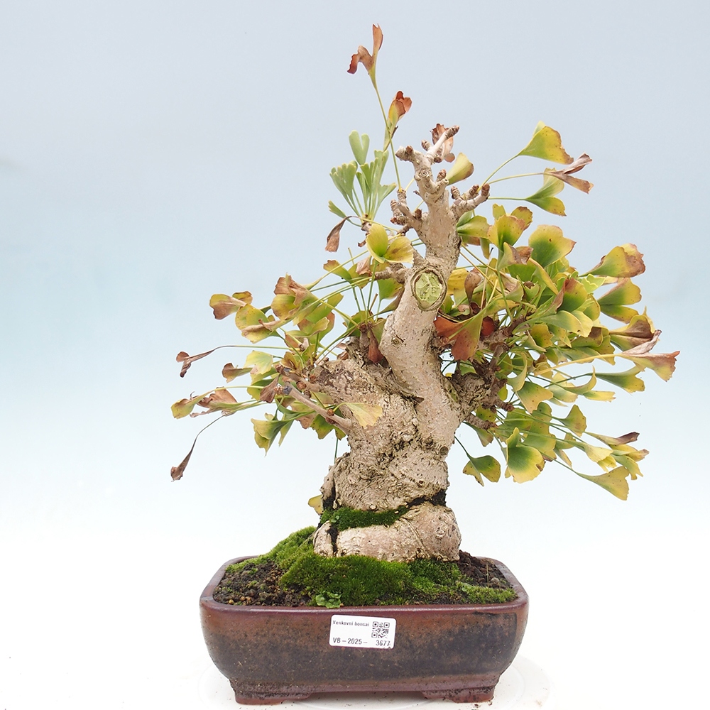Outdoor bonsai - Ginkgo biloba