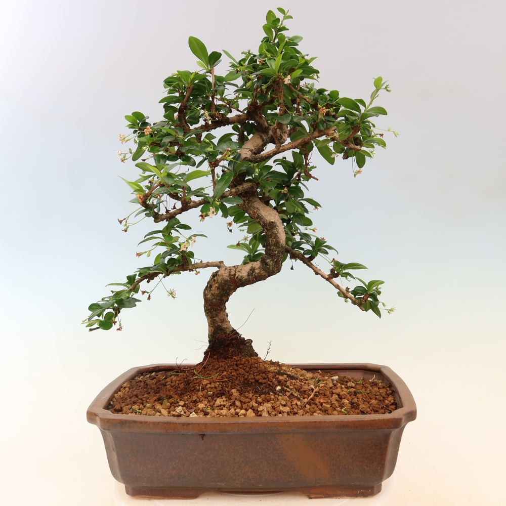 Room bonsai - Carmona macrophylla - Tea fuki