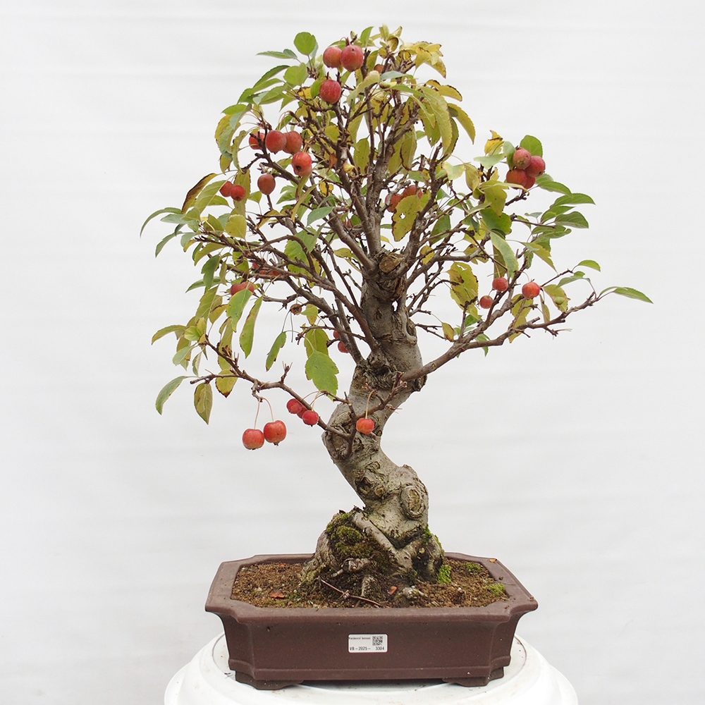 Outdoor bonsai - Malus halliana - Small-fruited apple tree