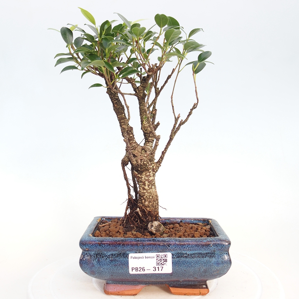 Room bonsai - Ficus retusa - small-leaved ficus