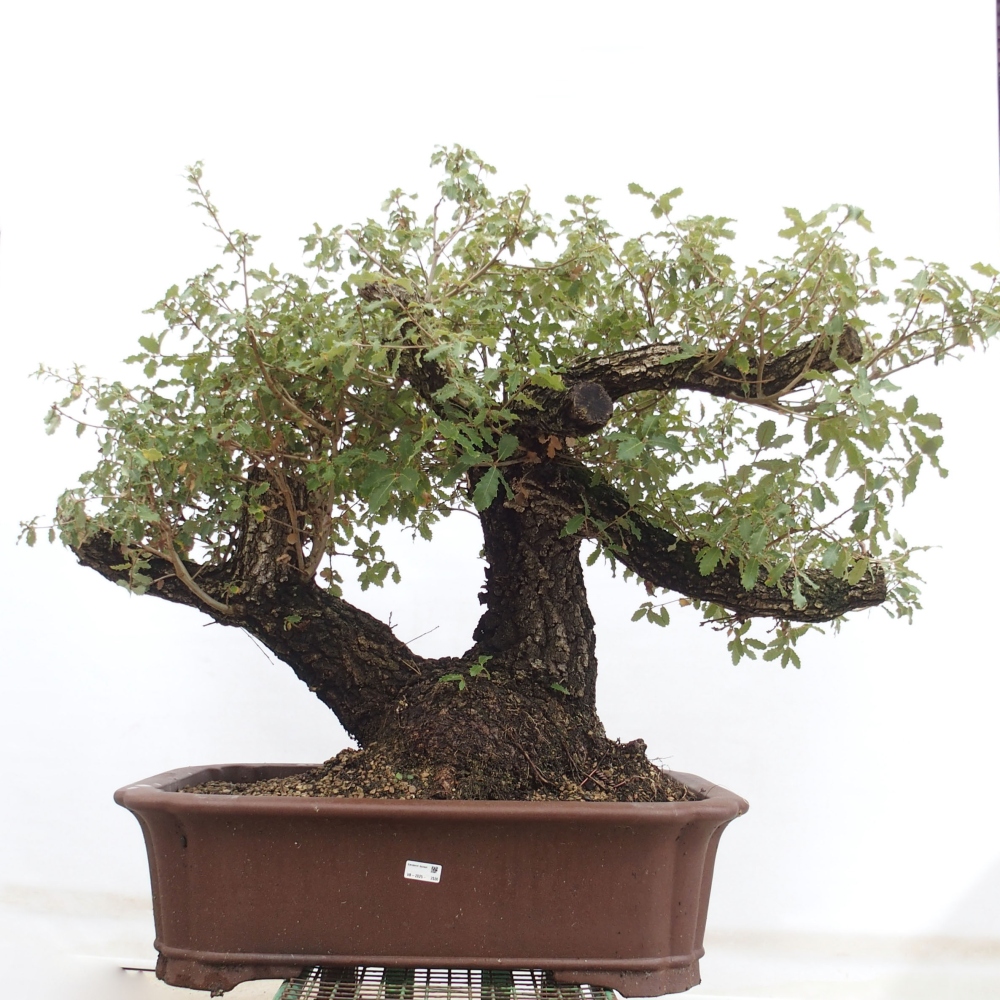 Yamadori - Quercus Ilex - Oak holly