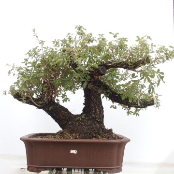 Yamadori - Quercus Ilex - Oak holly - e-bonsai.com