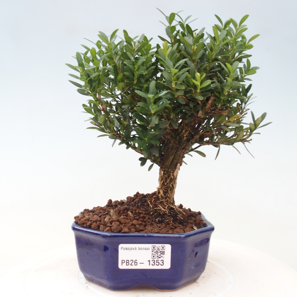 Room bonsai - Buxus harlandii - cork buxus